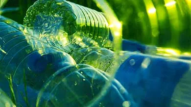 Clear plastic bottles viewed from inside, reflecting green outdoor light to suggest recycling and reuse.
