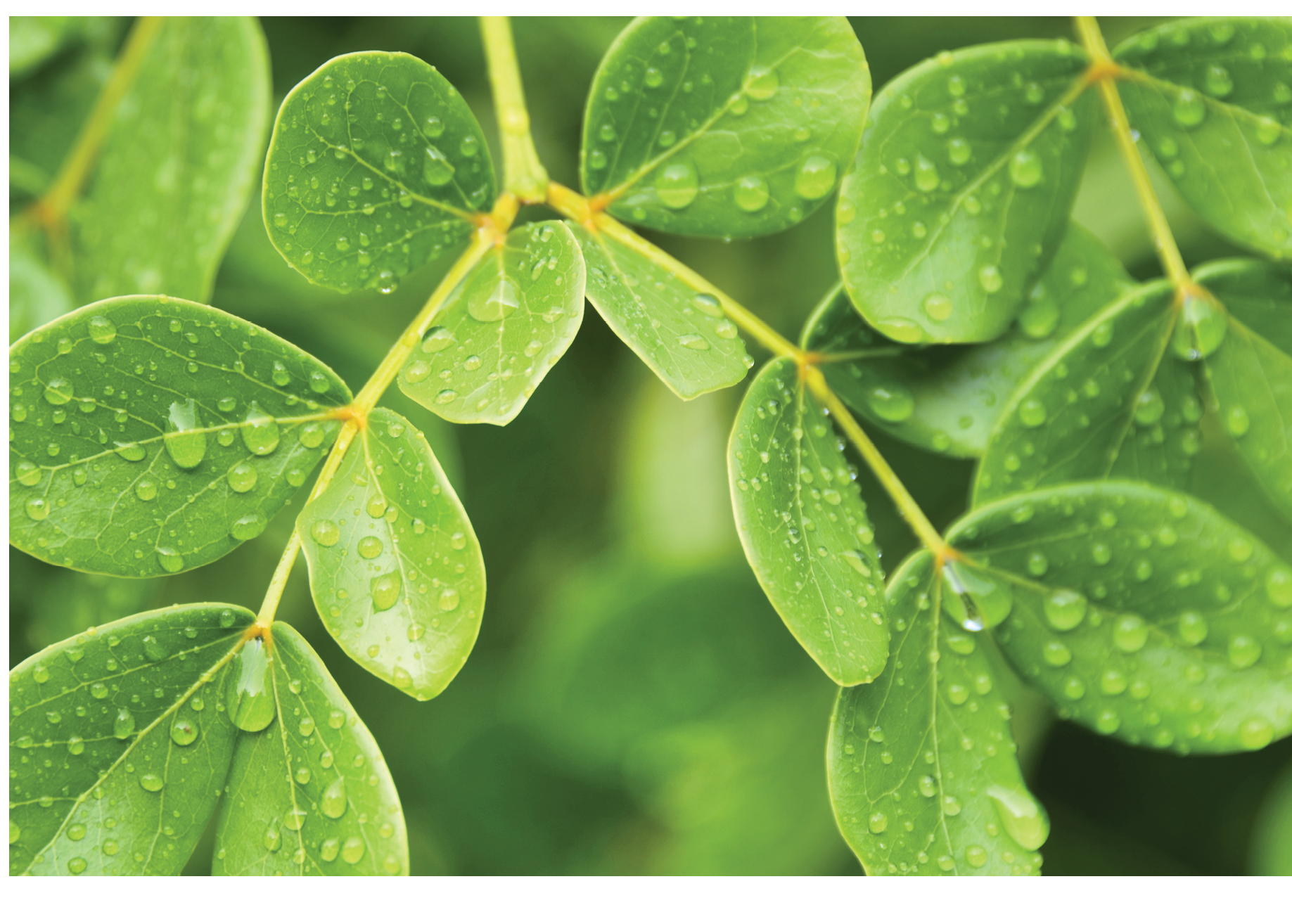 Water drops on the leaves
